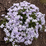 Creeping Blue Phlox
