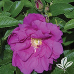 Purple Pavement Shrub Rose