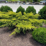 Gold Lace Juniper