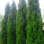 Spartan Juniper