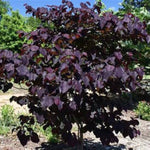 Black Pearl™ Redbud Tree