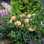 At Last™ Rose