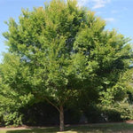 Bosque® Elm Tree