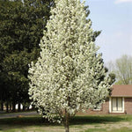 Chanticleer® Pear Tree