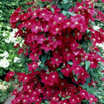 Rouge Cardinal Clematis