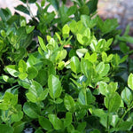 Manhattan Euonymus