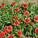 Spintop Red Blanket Flower