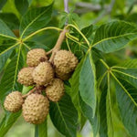 Ohio Buckeye Tree