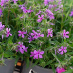 Paparazzi® Jagger Phlox