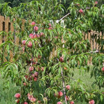Redskin Peach Tree