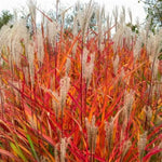Flame Grass