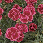 EverLast™ Red+Pink Dianthus