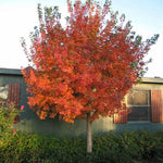 Shantung Maple Tree