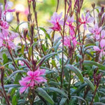 Crimson Gaura