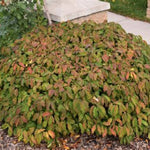 Dwarf Kelsey Dogwood