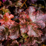 Berry Marmalade Coral Bells