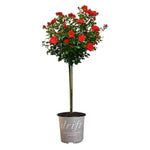 Red Drift® Tree Rose