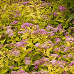 Goldmound Spirea