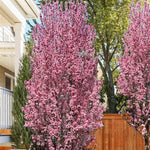 Corinthian White Flowering Peach Tree