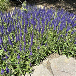 Magic Show® Wizard of Ahhs Speedwell