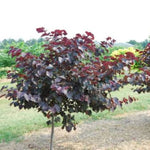 Burgundy Hearts® Redbud Tree