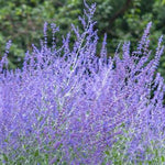 Russian Sage