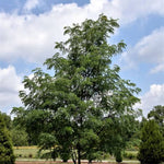 Street Keeper® Honeylocust
