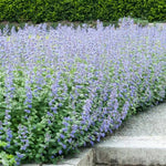Purrsian Blue Catmint