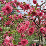 Crimson Cascade Weeping Peach Tree