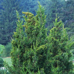 Keteleeri Juniper