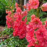 Red Lark Delphinium