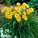 Stella de Oro Daylily