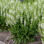 White Profusion Salvia