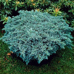Blue Star Juniper