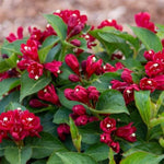 Maroon Swoon® Weigela