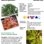 Gambel Oak Tree
