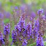 Blue Marvel Meadow Sage