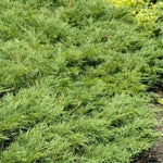 Skandia Juniper