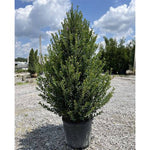 Arrow Point® Holly Spiral