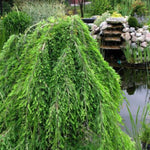 Falling Waters Weeping Bald Cypress Tree