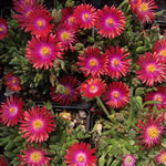 Jewel of Desert Garnet Ice Plant