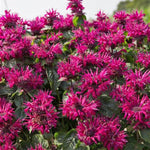 Bee-You™ Bee True Beebalm