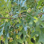 Shumard Oak Tree