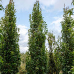 Green Pillar® Upright Oak Tree