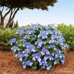 Endless Summer® Pop Star™ Hydrangea