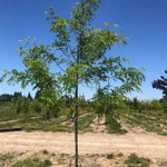 Shademaster® Honeylocust Tree