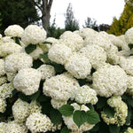 Incrediball Storm Proof™ Hydrangea