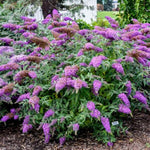 Miss Violet Butterfly Bush