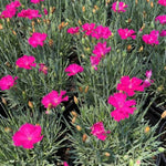 Neon Star Dianthus