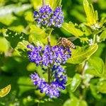 Beekeeper™ Caryopteris